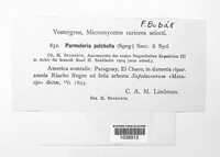 Image of Viegasella pulchella